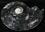 Ammonite Shaped Platter With Orthoceras & Goniatite Fossils #18258-1
